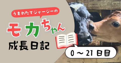 【モカちゃん成長日記】生まれた日から２１日目までのモカちゃん（ジャージー子牛）