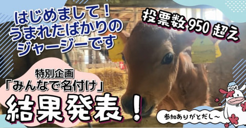 【〇〇ちゃん成長日記】決定！うまれたばかりのジャージー子牛の名前が決まりました🐄✨