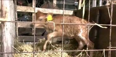 18日目　はしゃぐモカちゃん