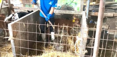 21日目　ワラ交換