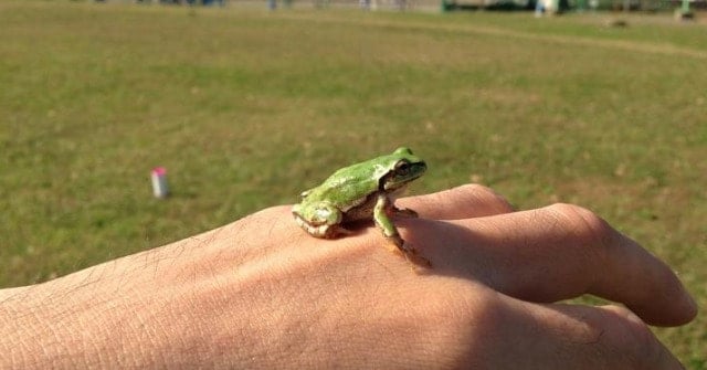 手の甲にカエル