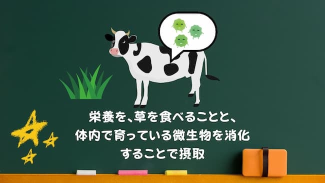 栄養を、草を食べることと、体内で飼っている微生物を消化することで摂取