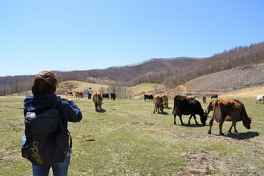 牧場見学の様子