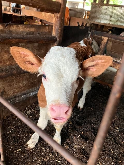 フランスのチーズ「コンテ」にかかせないモンペリアド種