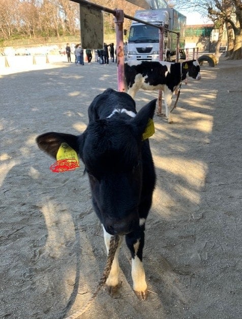 わくわくモーモースクールの様子