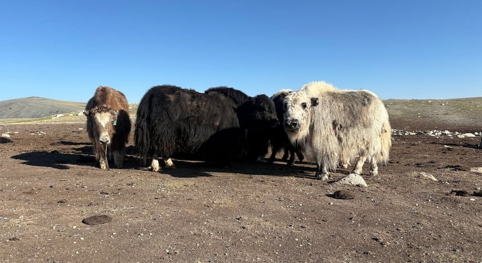 ヤクは標高の高い地域に暮らすウシ科の大型動物