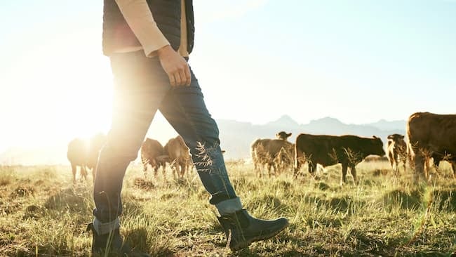 放牧場で牛のお世話をする青年