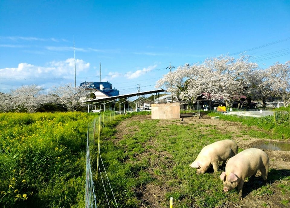桜と菜花とホエイ豚！癒される春の高秀牧場