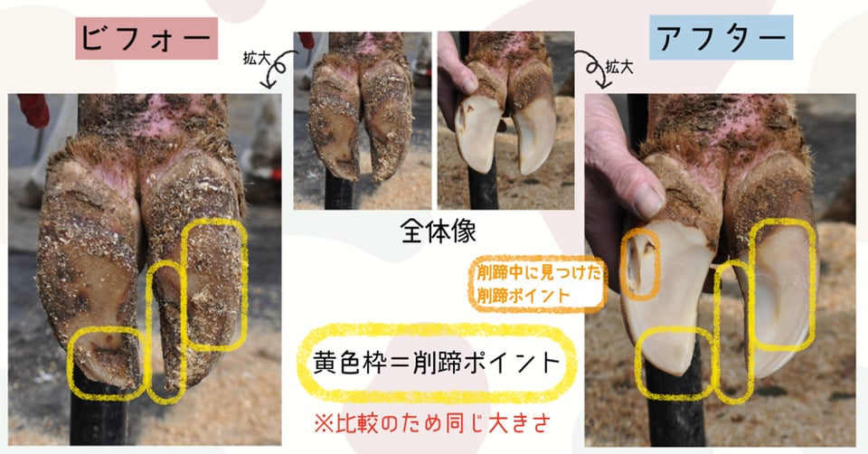 乳牛のひづめ　削蹄のビフォー・アフター全体像と削蹄ポイント