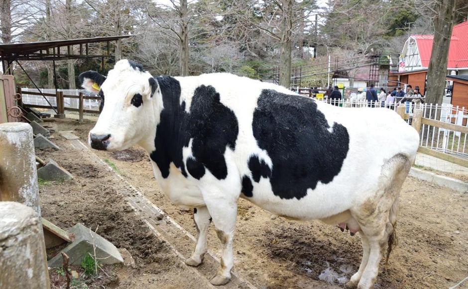 牛舎で過ごす牛、名前は「ランボルギーニ」(写真:筆者)