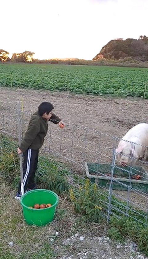 ご近所からの柿を豚さんにあげる小さい大倉君（大倉さんの息子くん！）