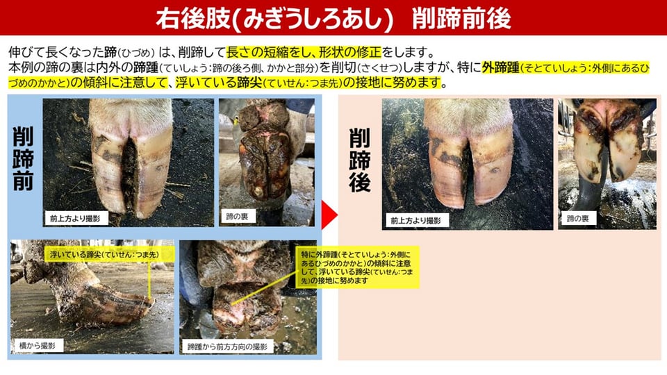 みぎうしろあしの削蹄前後　削蹄ポイントの解説