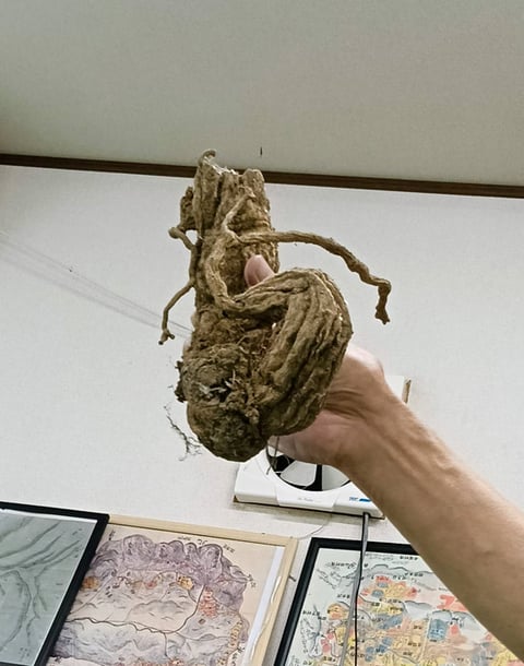 嶺岡でも採取できる葛の根