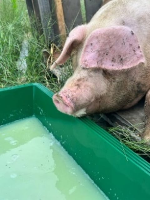 ホエイ風呂に入ったり飲んだりしていた豚さん、癒（いや）しでした