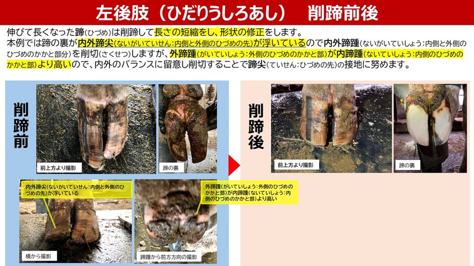 ひだりうしろあしの削蹄前後　削蹄ポイントの解説