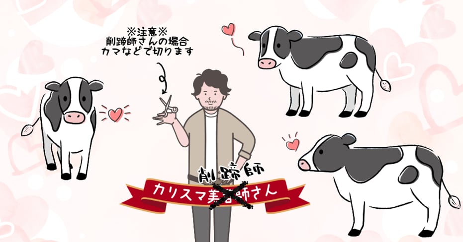 カリスマ削蹄師さん、牛にモテモテ