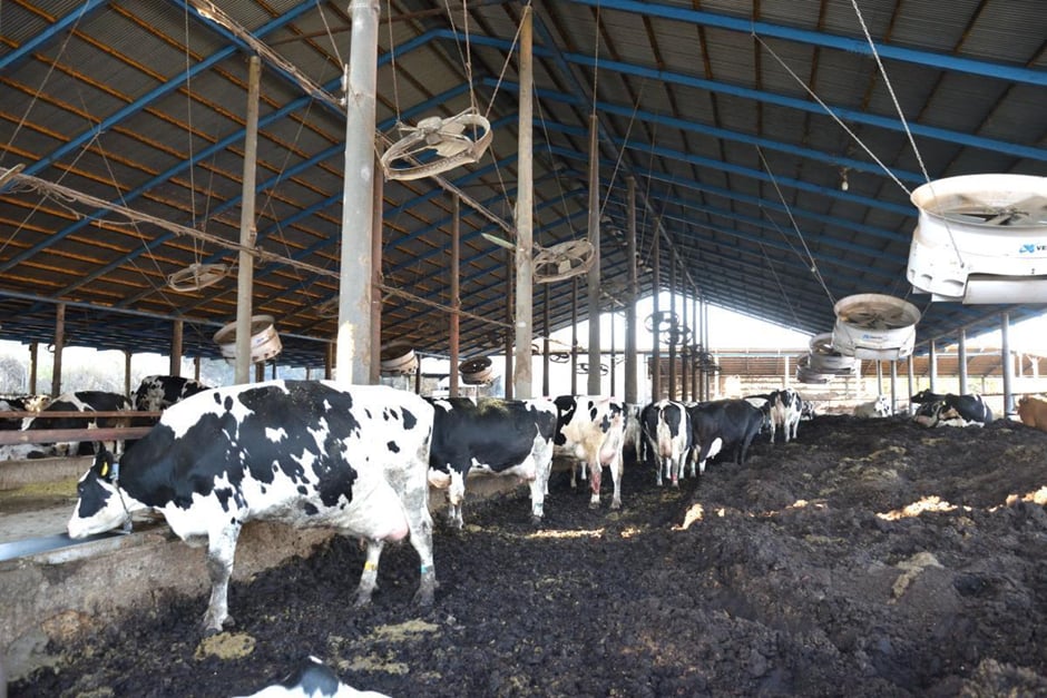滋賀・信楽 山田牧場　牛舎内は牛が自由に動き回れる環境