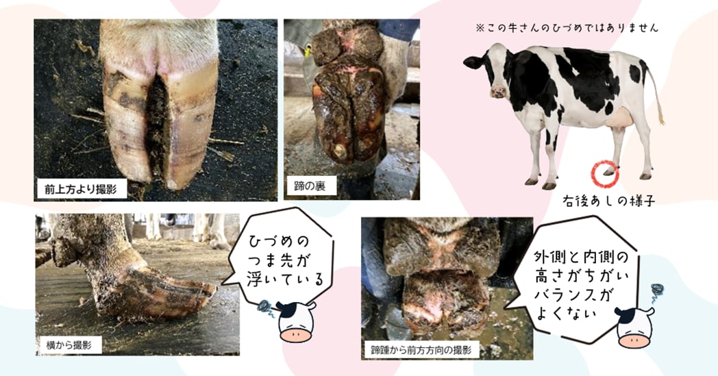 伸びた「ひづめ」の解説
