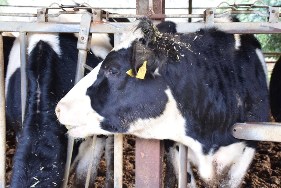 滋賀・信楽 山田牧場　エサを食べる牛