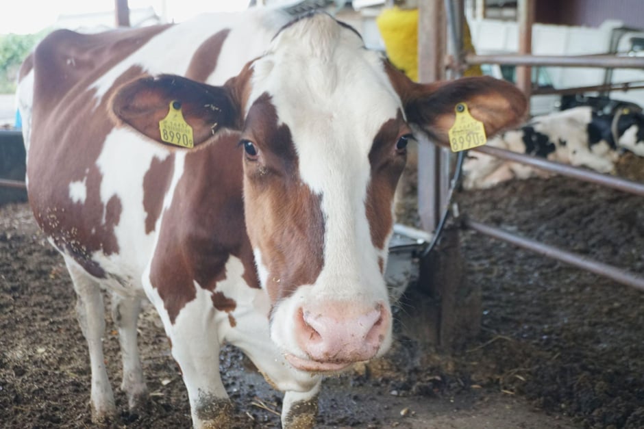 大井牧場で大切に飼育されている牛たち