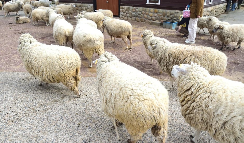 夕方羊舎に向かう羊たち(写真:筆者)