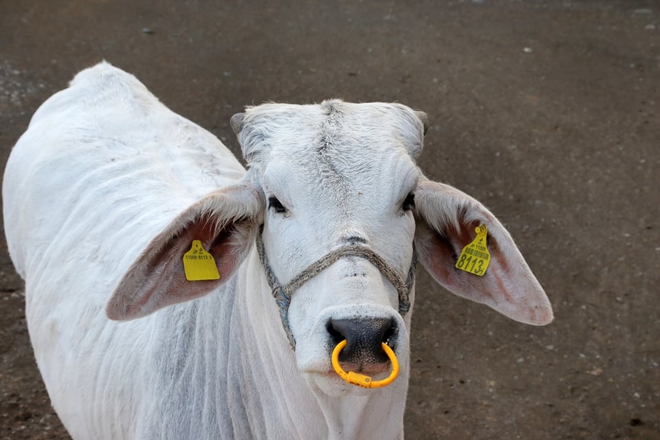 千葉県酪農のさと　白牛（はくぎゅう）