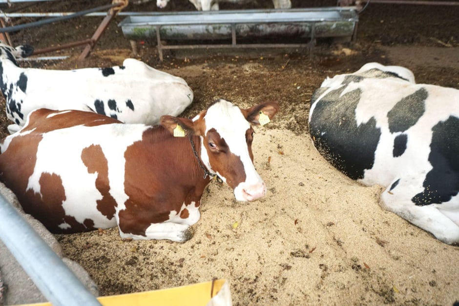 大井牧場の牛たち