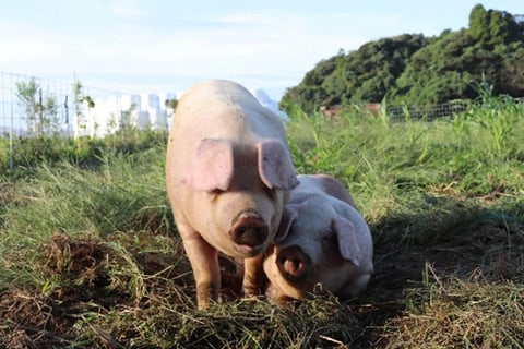 可愛い豚さんをいただくなんて！というお声もあるかもしれません。大事に育ててきたからこそちゃんと全ていただくという大切さ