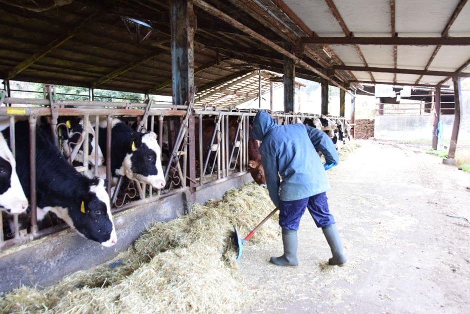滋賀・信楽 山田牧場　牛舎で餌やり中の牧場職員