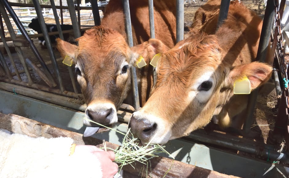 気持ちいいくらい食べてくれる牛たち(写真:筆者)