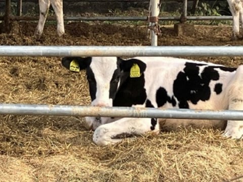 のんびりくつろぎ中そして成長中！の牛さん