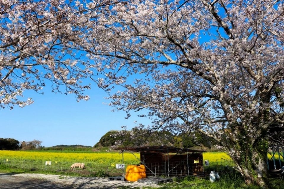 春の千葉県いすみ市高秀牧場　黄色いホエイタンクと豚さんの物語をご紹介するよ！