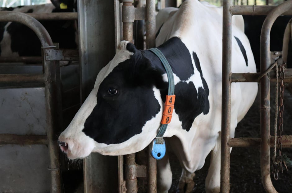 良質な飼料が健康的な牛を育てる