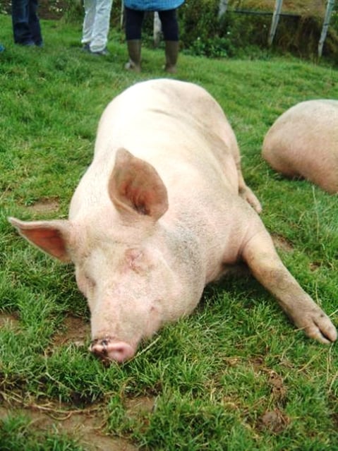 ピレネー山脈標高1,500メートルチーズ農家の周りでのんびり寝ていた豚さん