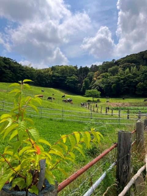 最初に訪問した千葉県館山市須藤牧場さんの放牧場 これからお母さんになる若い牛たちが元気に草を食んでいました