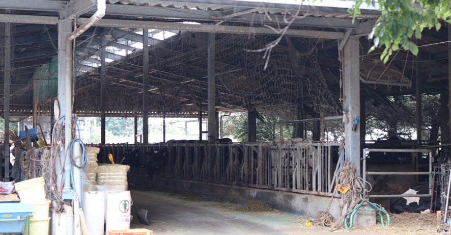 山口県防府市 池田牧場の牛舎