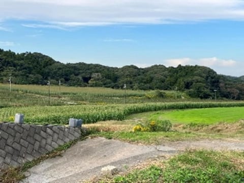 高秀牧場のすぐ横に広がるデントコーンの畑