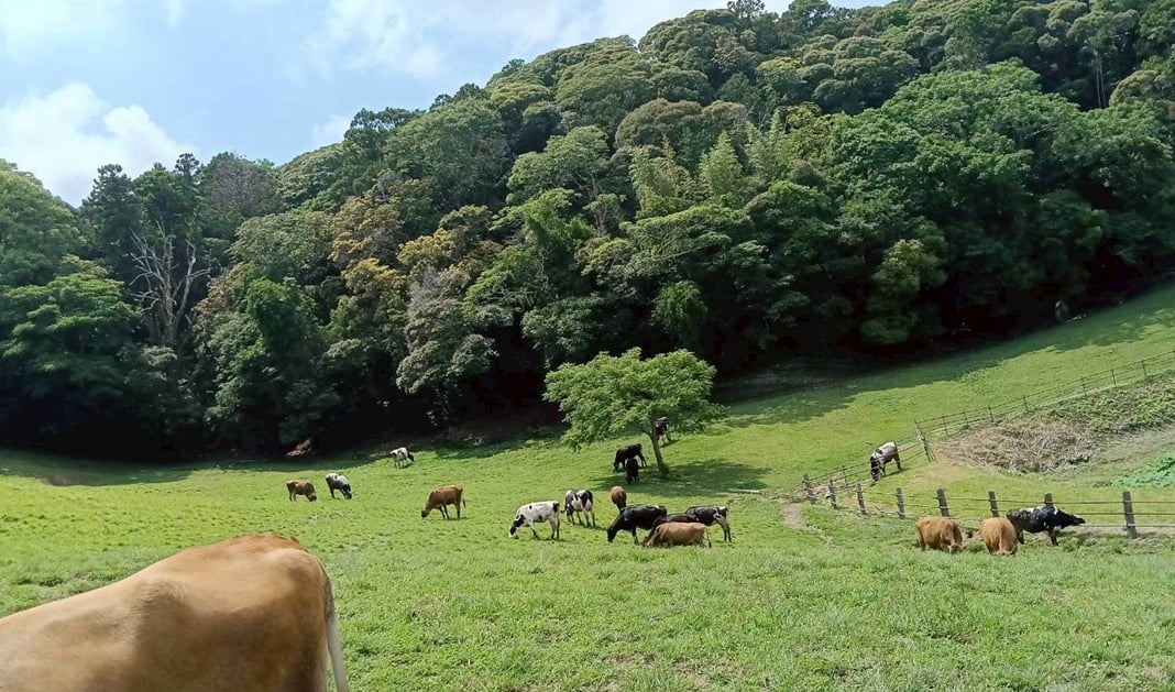 館山 須藤牧場の放牧場