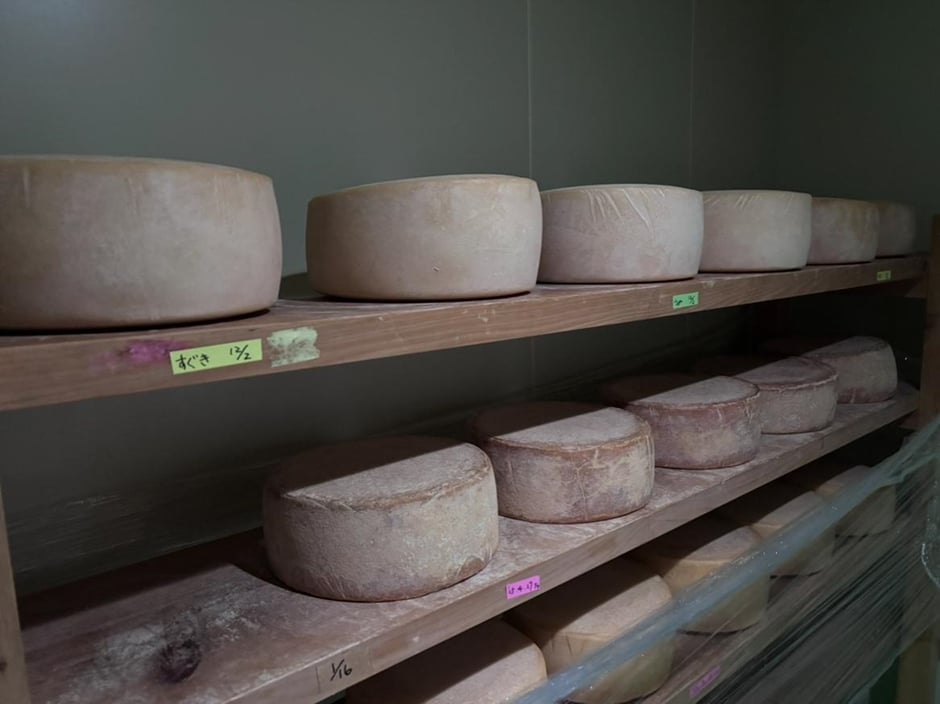 山田牧場 チーズ工房 チーズ保存庫にはできたチーズが熟成されている