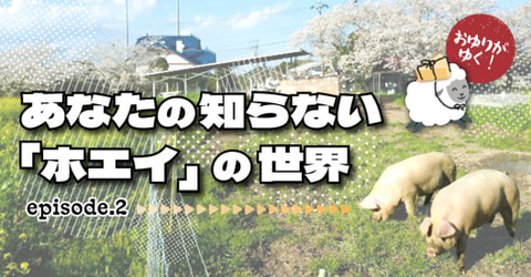 【あなたの知らない「ホエイ」の世界】episode.2　 酪農⇒ナチュラルチーズ⇒ホエイ⇒豚⇒人へとつながるものがたり