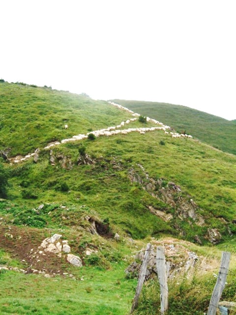 羊が山を駆け巡る横で豚はチーズ製造後のホエイを飲んで寝ているという対比
