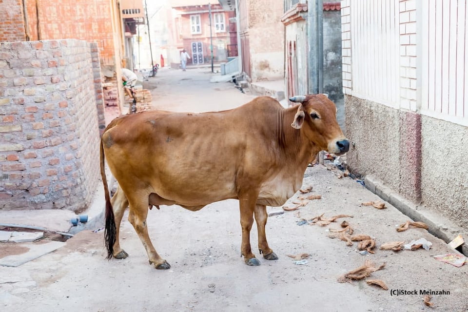 インドの在来種　背中にコブをもつゼブー系の牛（イメージ）