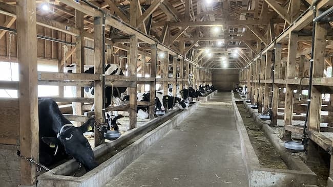 奈良県 植村牧場さんの牛舎