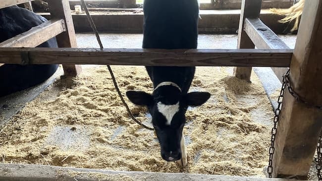 床に敷いているのが敷料(しきりょう)