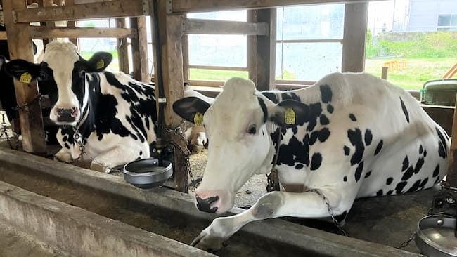 牛が前脚を伸ばしているのはリラックスしている証拠