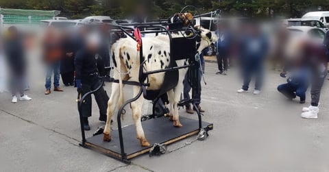 削蹄師さんの削蹄デモ