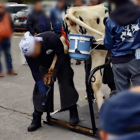削蹄師さんの削蹄デモ