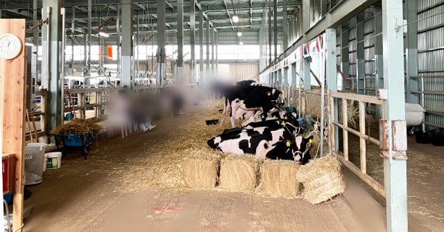 待機場の牛と関係者たち