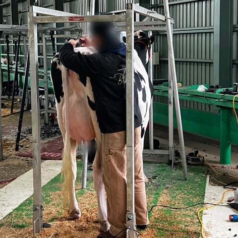 出品前準備の毛刈り