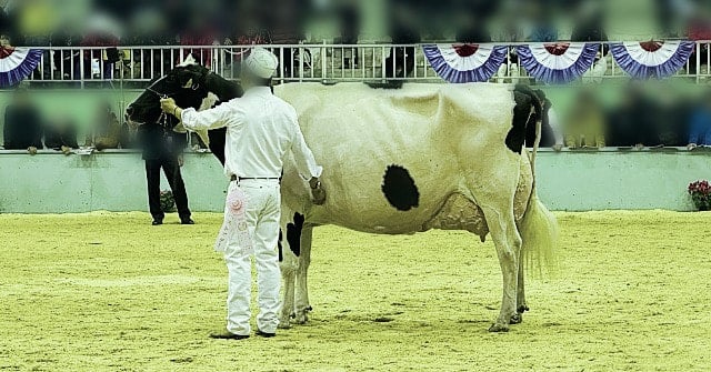 最高位　サニ－ウエイ アストロ マツカチエン（北海道　木村吉里さん出品）